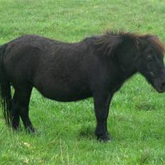 Shetlænder Emma