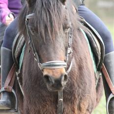 Welsh Pony af Cob-type (sec C) Ellekildes Luna