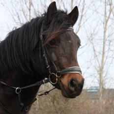 Welsh Pony af Cob-type (sec C) Ellekildes Luna