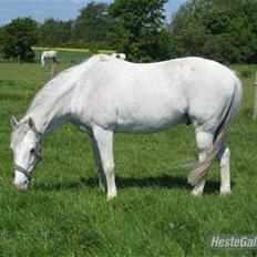 Tysk Sportspony Dacapo 184 