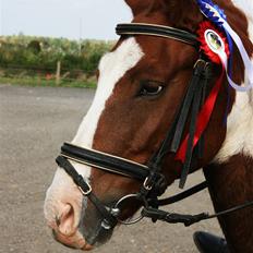 Pinto Zwier <3<3 -solgt :(