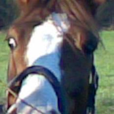 Sportsaraber (A) bougart <3 ( solgt) :(