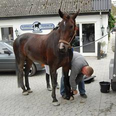 Oldenborg Gunnihus Nino