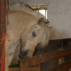 Fjordhest Polly R.I.P 2. Feb 2018