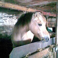 Fjordhest Polly R.I.P 2. Feb 2018