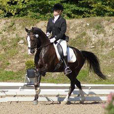 New Forest Igor | B-pony | Solgt