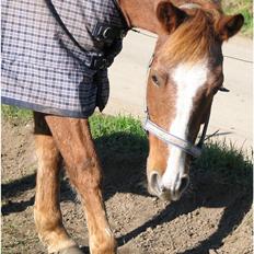 Hollandsk Sportspony caya