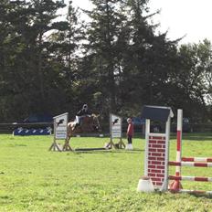 Hollandsk Sportspony caya