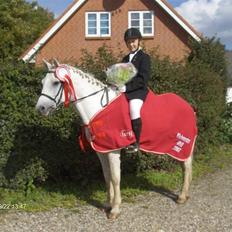 Anden særlig race /connemara bambuska R.I.P