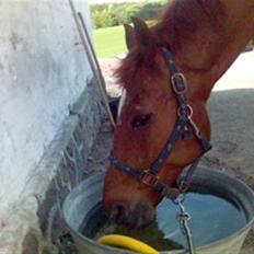 Dansk Varmblod Soltarie Dunemose*Død :( *