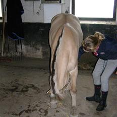 Fjordhest Krogsholt Nicole