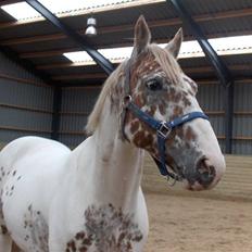 Appaloosa Dutch