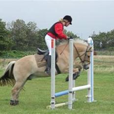 Fjordhest Haldans Jakob