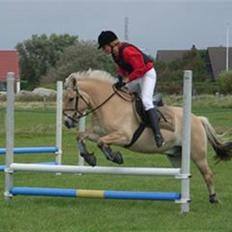 Fjordhest Haldans Jakob