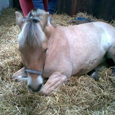 Fjordhest Haldans Jakob