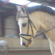 Welsh Cob (sec D) Kløvers Zar