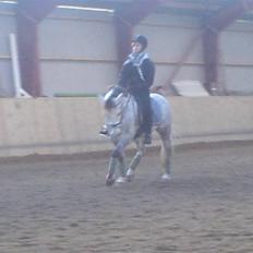 Welsh Cob (sec D) Kløvers Zar