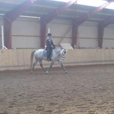 Welsh Cob (sec D) Kløvers Zar