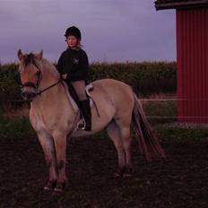 Fjordhest Rasmus    ¤død¤