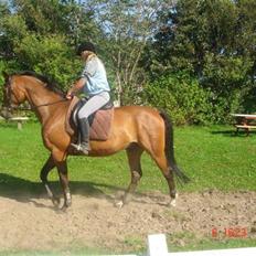 Dansk Varmblod Rozai Soneca <3 R:I:P <3