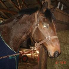 Dansk Varmblod Rozai Soneca <3 R:I:P <3