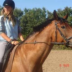 Dansk Varmblod Rozai Soneca <3 R:I:P <3