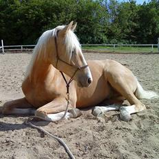 Palomino Lysgaards Dior - Himmelhest <3