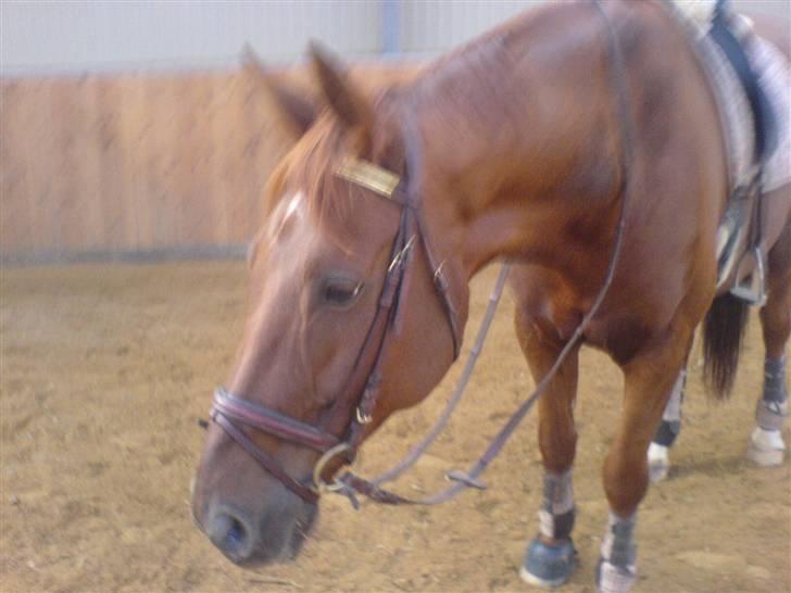 Dansk Varmblod Geronimo billede 4