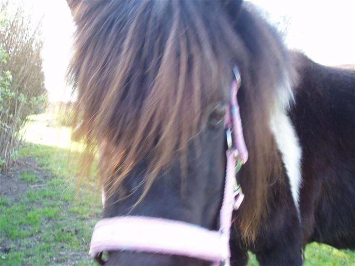 Shetlænder Prut *SOLGT* billede 6