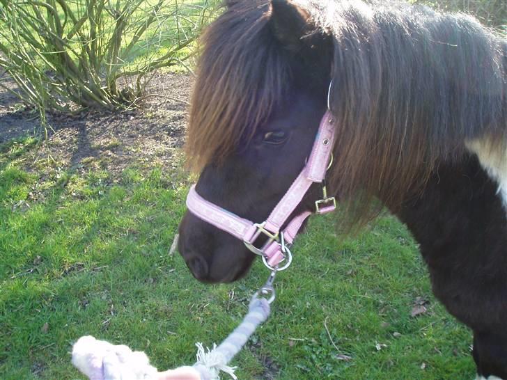 Shetlænder Prut *SOLGT* billede 7