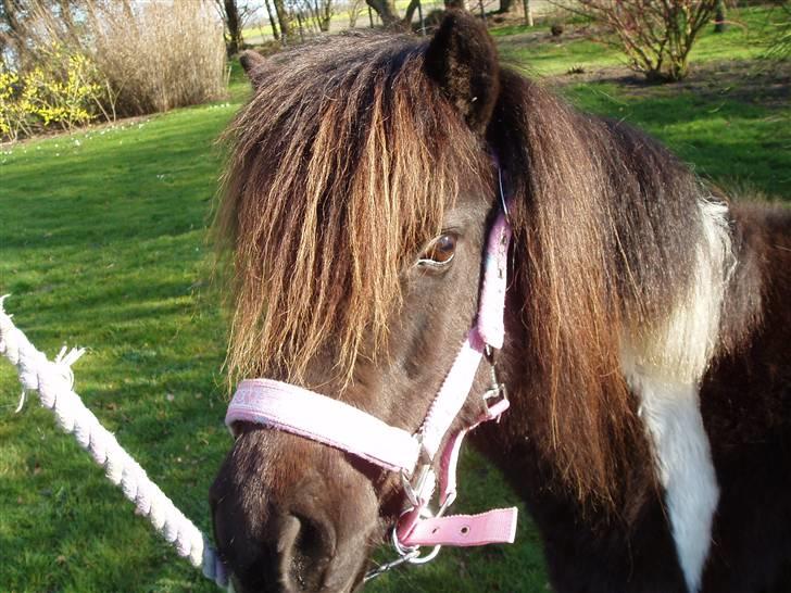 Shetlænder Prut *SOLGT* billede 8