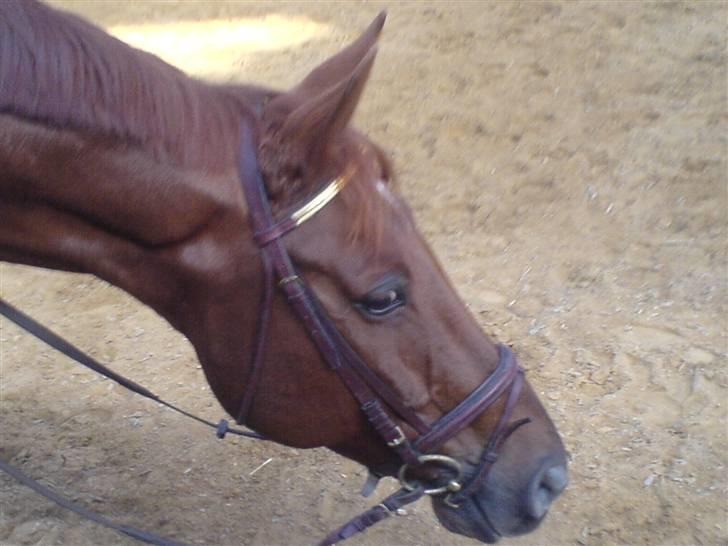 Dansk Varmblod Geronimo billede 5