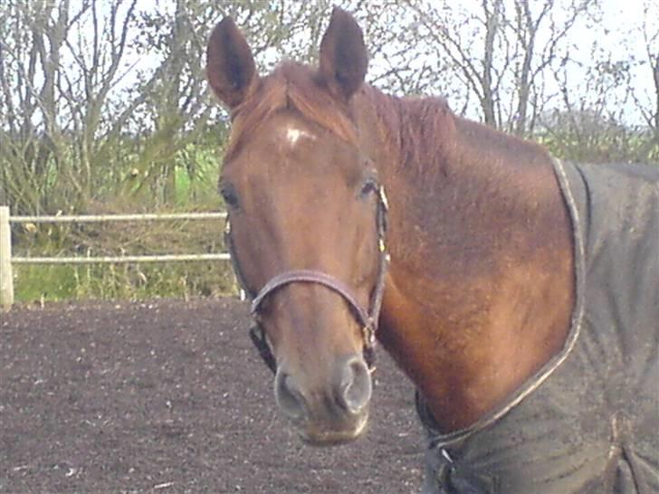 Dansk Varmblod Geronimo billede 6