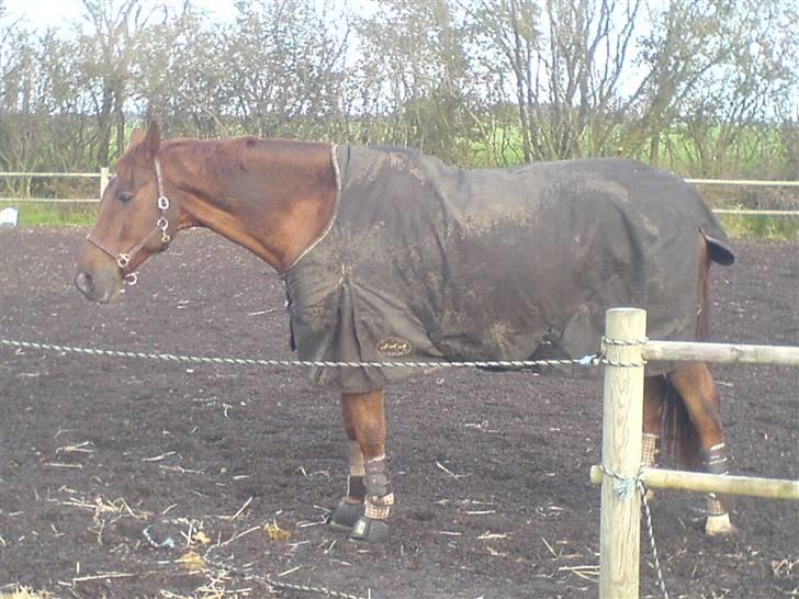 Dansk Varmblod Geronimo billede 7
