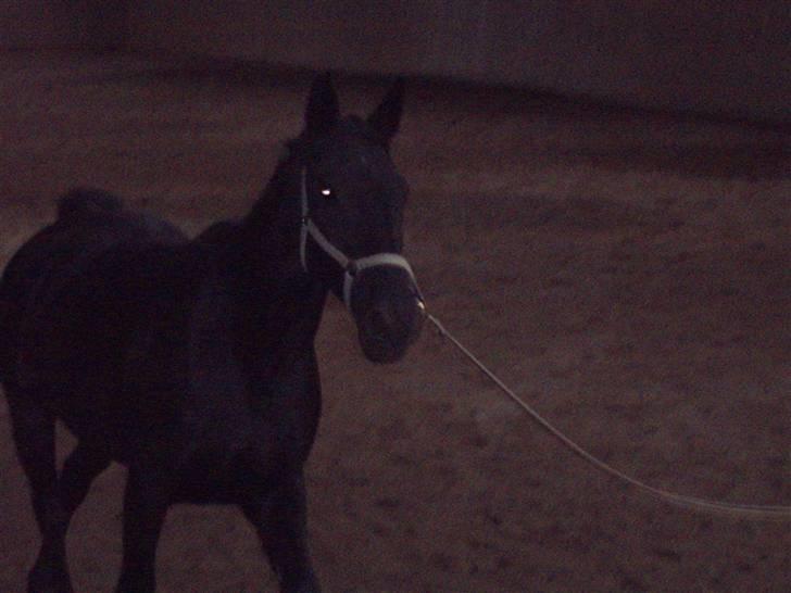 Oldenborg HHE's Turbo - † R.I.P † - Knytter bånd til min engel , ved godt det ik virker 100% når man gør det med longe , men det går fint nok :D [Foto: Sara] billede 8
