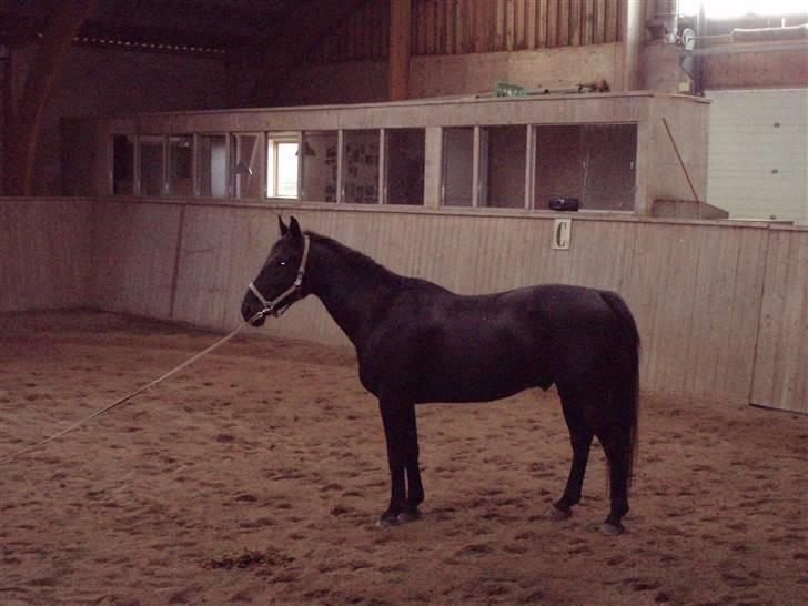 Oldenborg HHE's Turbo - † R.I.P † - Så er vi sku ved at være færdige :D:D:D [Foto: Sara] billede 9