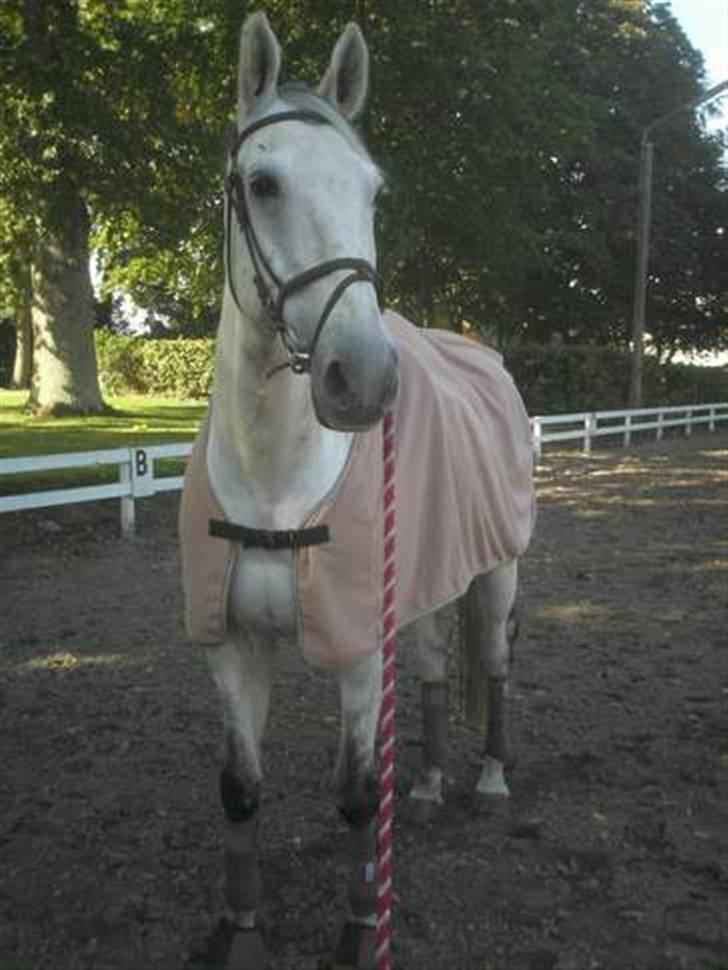 Trakehner Blå *HALVBLIND* - Pretty Blue <3 billede 3