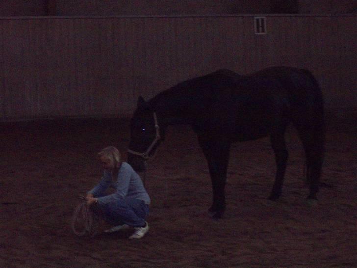 Oldenborg HHE's Turbo - † R.I.P † - FÆRDIG , en vellykket knyttebånds-auktion [Foto: Sara] billede 10