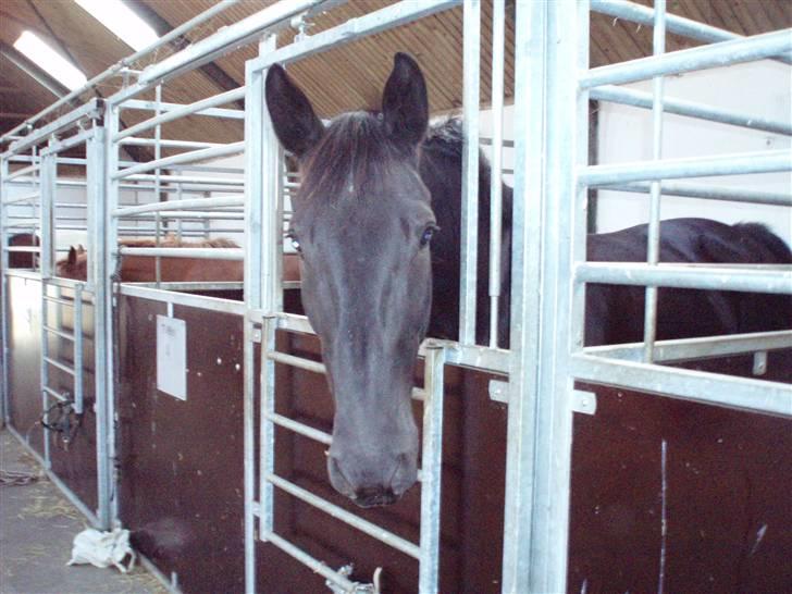 Oldenborg HHE's Turbo - † R.I.P † - Min elskede i boks :D [Foto: Mig] billede 11