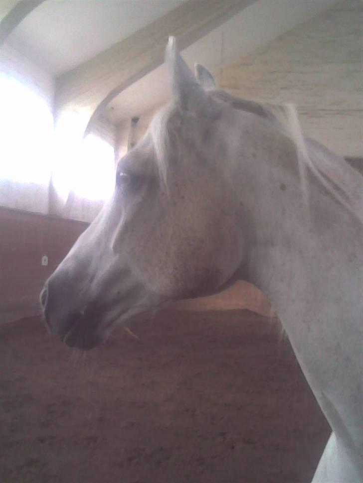 Connemara Maximillian af Ellebrud - En tur i ridehuset! der var nogle sjove lyde udenfor! billede 19