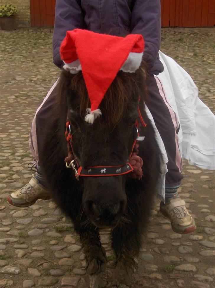 Shetlænder Emma billede 2