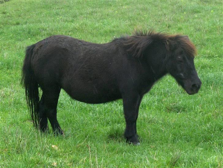 Shetlænder Emma billede 3