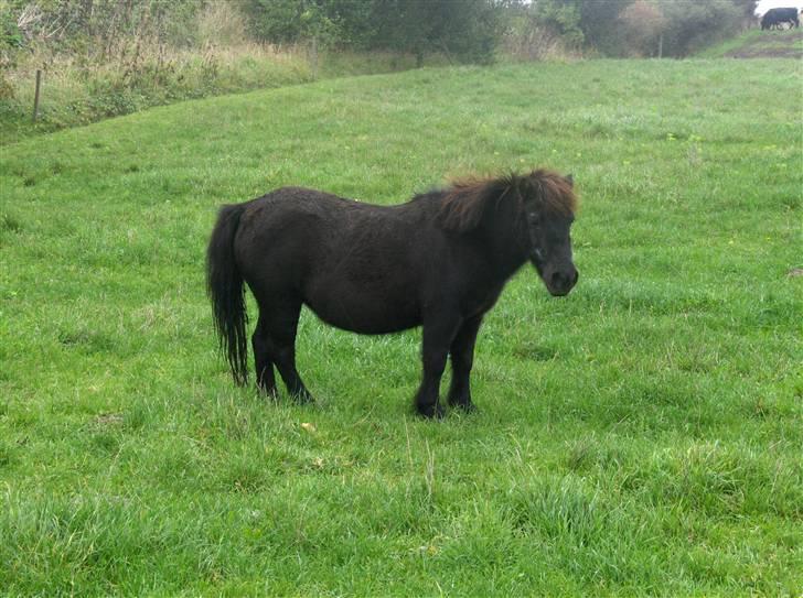 Shetlænder Emma billede 4