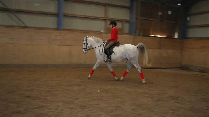 Hollandsk Sportspony Casino Roskildes Chess - Rød ridning billede 14