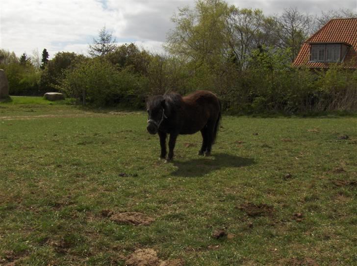 Shetlænder Emma billede 5