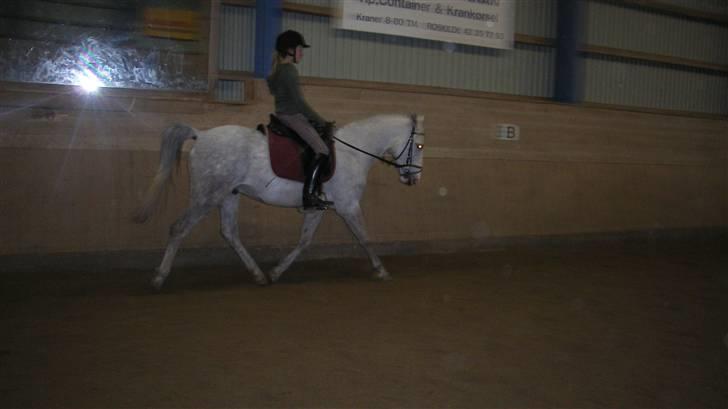 Hollandsk Sportspony Casino Roskildes Chess - Lidt dressur i ridehuset:D billede 17