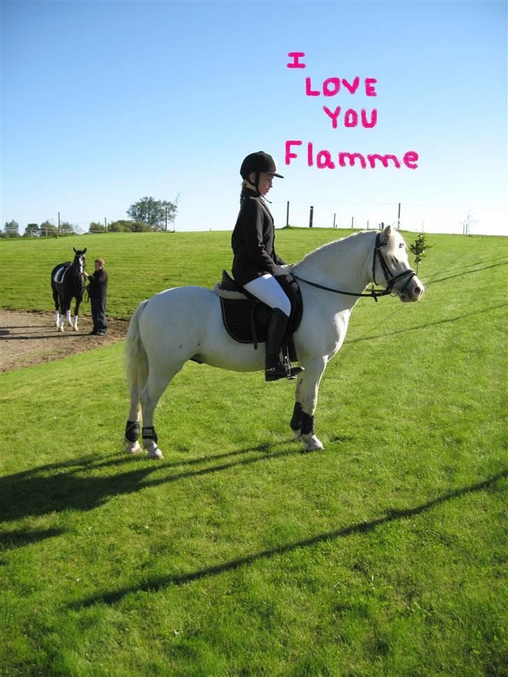 Welsh Mountain (sec A) møllegaards Flamme Solgt billede 17