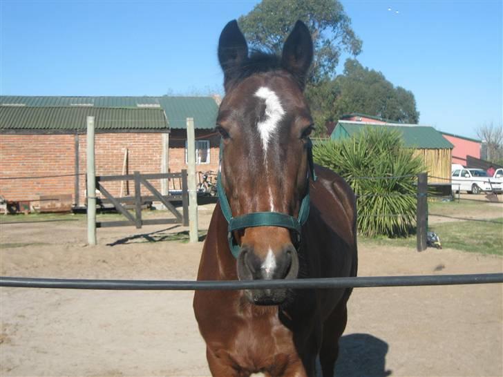 Criollo Mr. No Name - Mr. No Name hygger sig på folden. billede 16