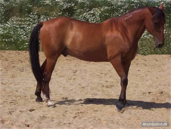 Traver Dandi R.I.P - Billedet er blevet redigeret, der er fjernet : hegn, hånd, grime og træktov billede 12