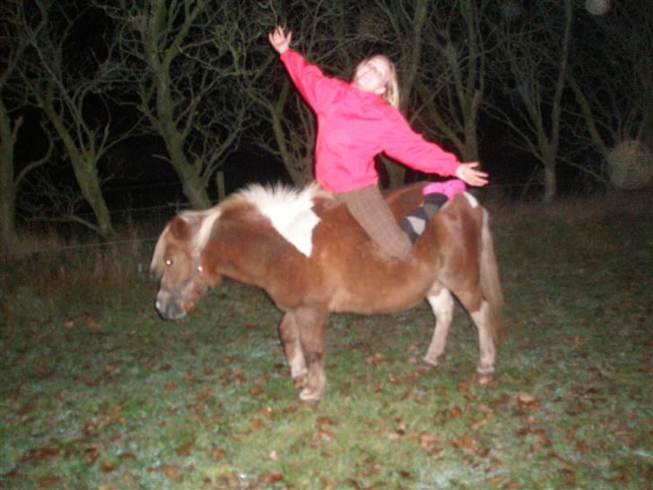 Shetlænder Lotte <3 #R.I.P :'/ # - Lotte? jeg elsker dig altså<33 billede 13